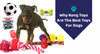 Why Kong Toys Are The Best Toys For Dogs?