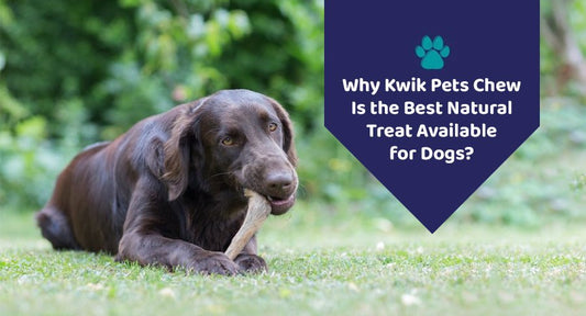 Why Kwik Pets Chew Is the Best Natural Treat Available for Dogs? - Kwik Pets