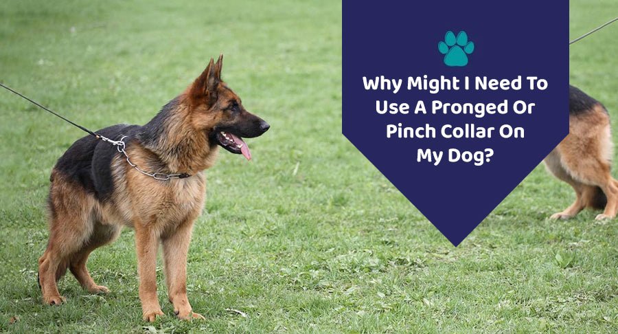 Why Might I Need To Use A Pronged Or Pinch Collar On My Dog? - Kwik Pets