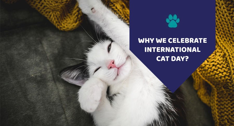 Why We Celebrate International Cat Day? - Kwik Pets