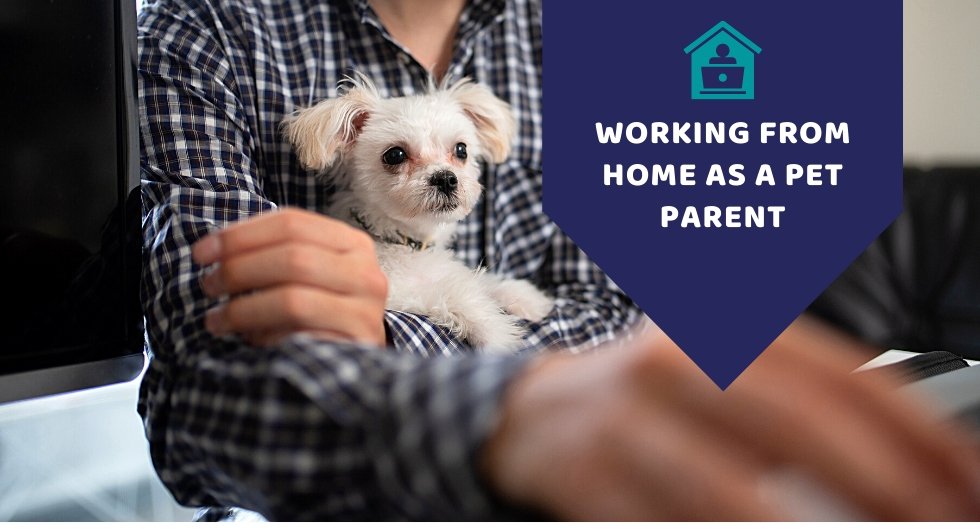 Working From Home As A Pet Parent