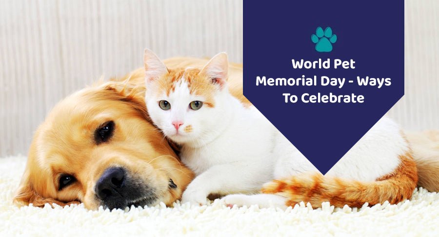 World Pet Memorial Day- Ways To Celebrate