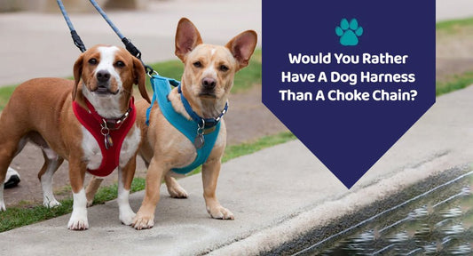 Would You Rather Have A Dog Harness Than A Choke Chain? - Kwik Pets