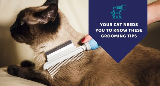 Your Cat Needs You To Know These Grooming Tips - Kwik Pets