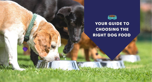 Your Guide to Choosing the Right Dog Food - Kwik Pets