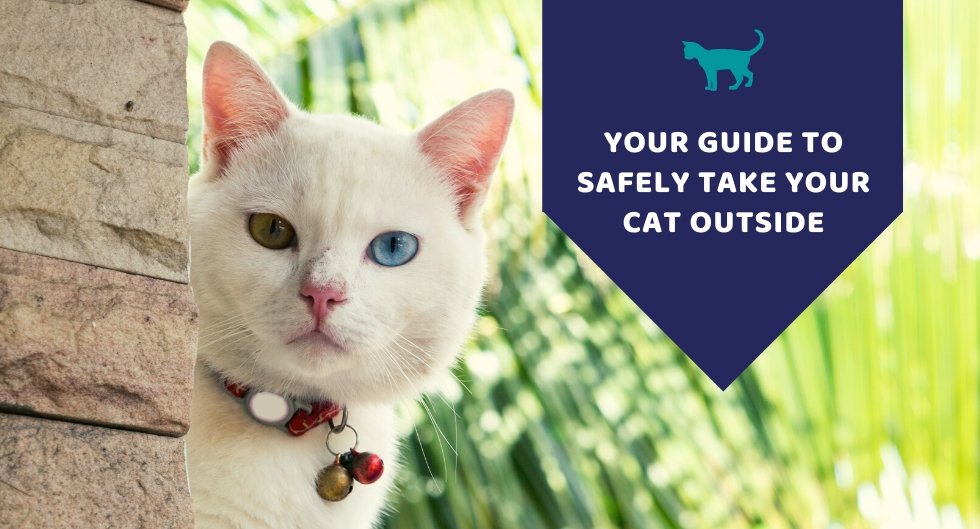 Your Guide To Safely Take Your Cats Outside
