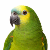 Parrot Food