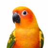 Conure Food