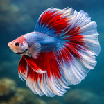 Betta Fish