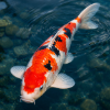 Koi Fish Food