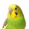 Parakeet bird