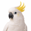 Cockatoo Food