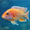 Cichlid Food