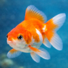 Goldfish Food
