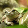 Amphibian Food