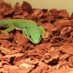 Reptiles and Amphibians