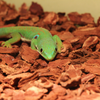 Reptile Food
