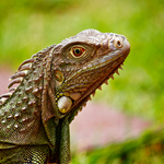 Reptile Clean Up & Odor Control