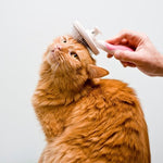 Cat Grooming Supplies | Kwik Pets