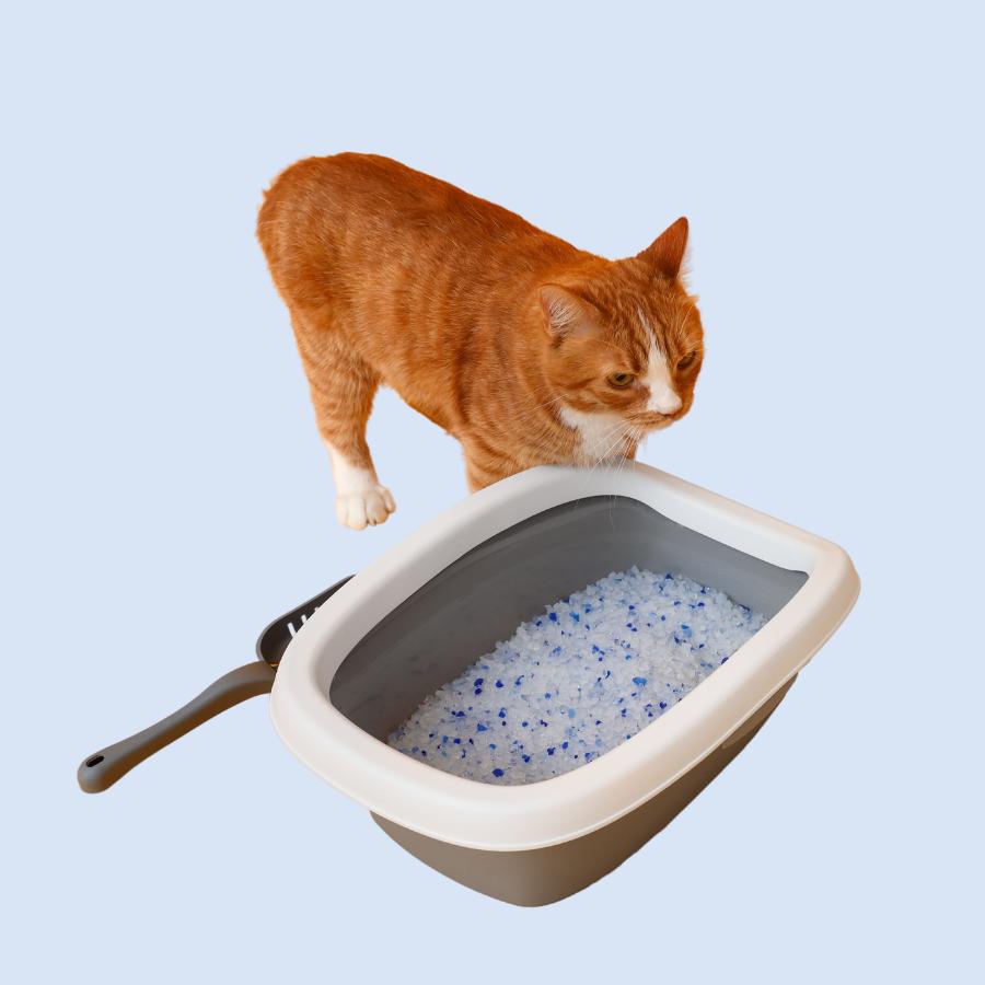Cat Litter | Kwik Pets
