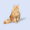 Cat Medications
