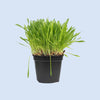 Catnip & Cat Grass