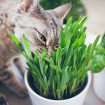 Catnip & Grass | Kwik Pets