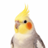 Cockatiel Food