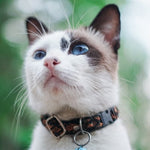 Collars & Leashes | Kwik Pets