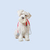 Dog Medications