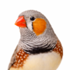 Finch Food