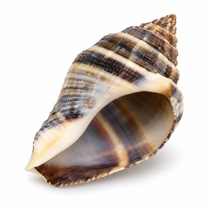 Front of Zoo Med Hermit Crab Growth Shell Assorted Medium 2 Count