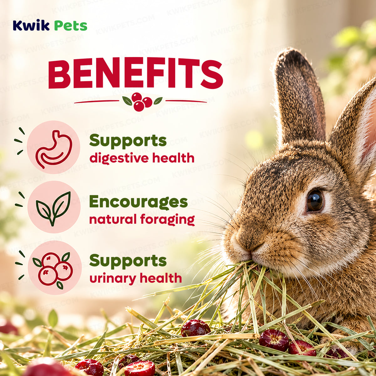 Benefits of Kaytee Timothy Hay Plus Cranberries for Small Animals 24-oz