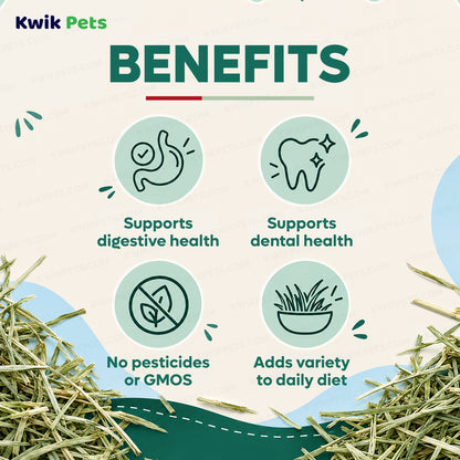 Benefits of Kaytee Orchard Grass Hay for Small Animals 24-oz