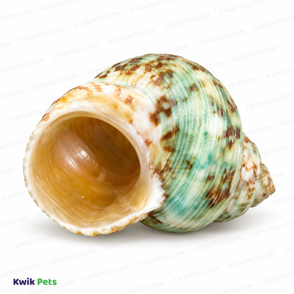 Front 2 of Zoo Med Hermit Crab Growth Shell Assorted Medium 2 Count