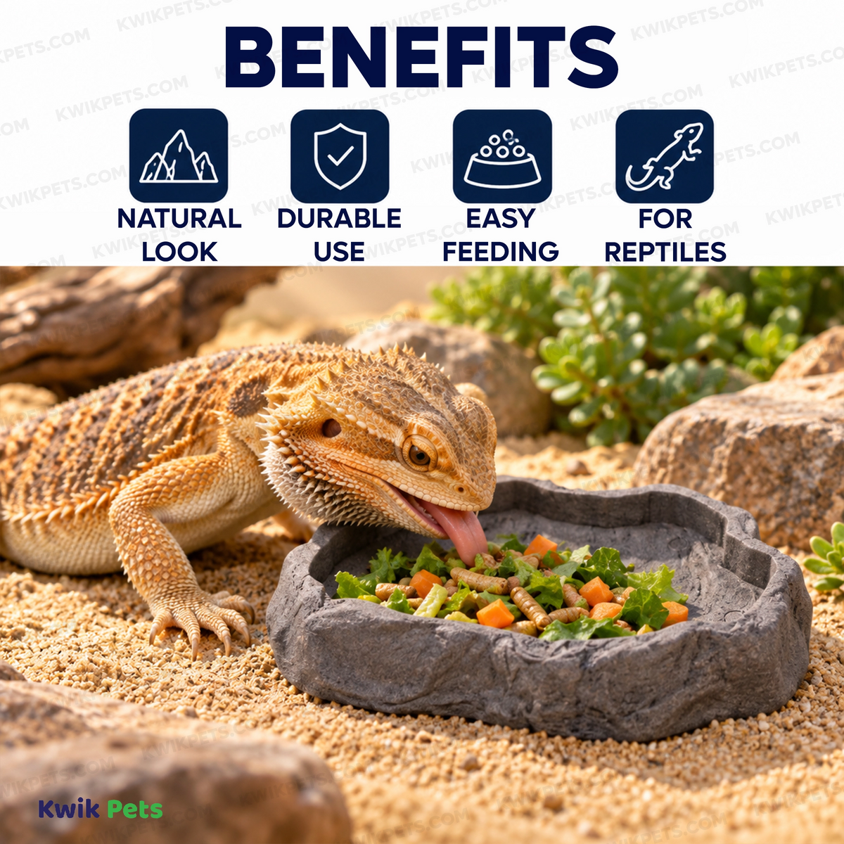Benefits f Zoo Med Repti Rock Food Dish Assorted Medium