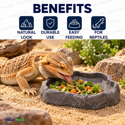 Benefits f Zoo Med Repti Rock Food Dish Assorted Medium