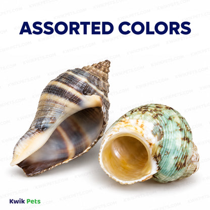 Assorted Colors of Zoo Med Hermit Crab Growth Shell Assorted Medium 2 Count