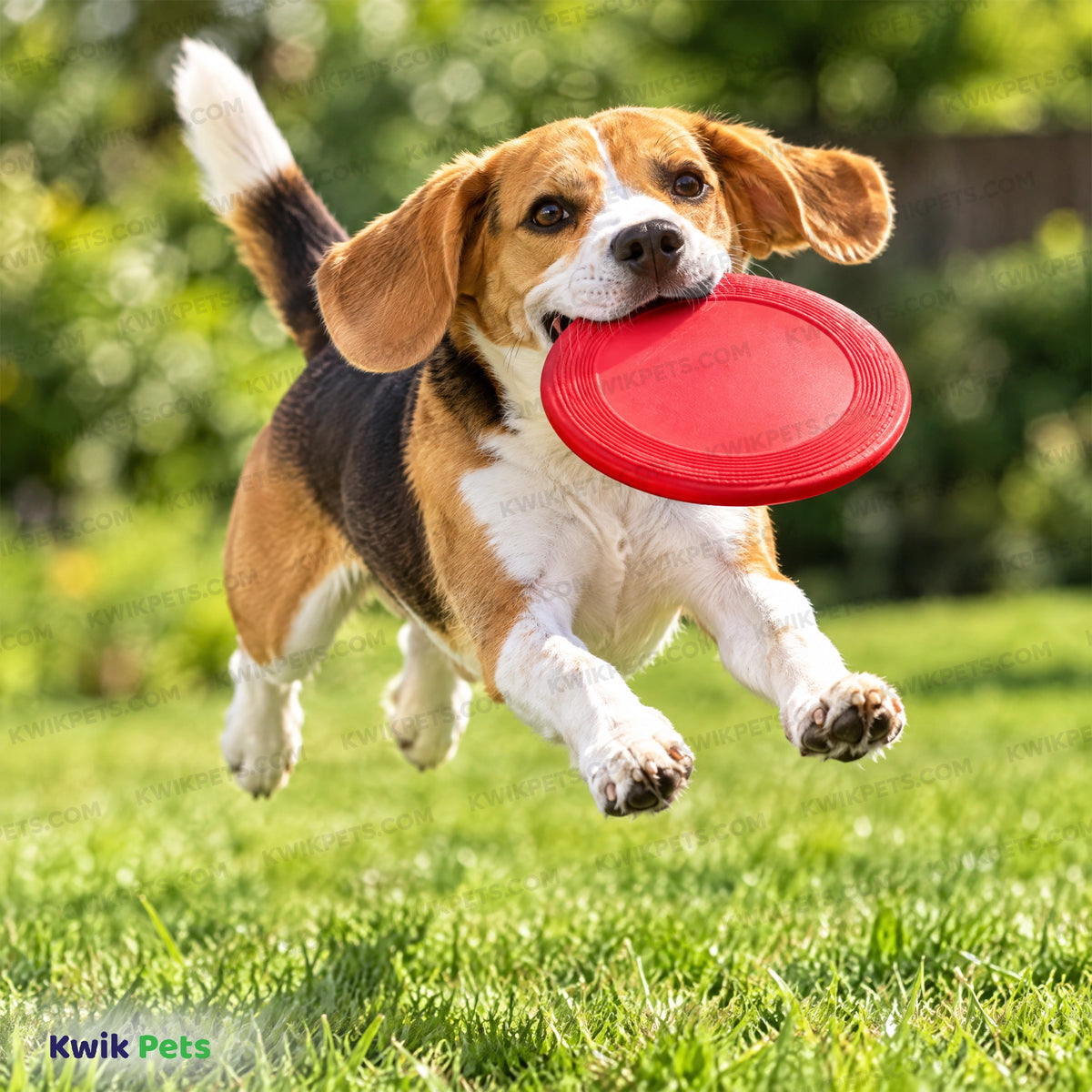 Lifestyle of KONG Puppy Flyer Dog Toy Assorted Small