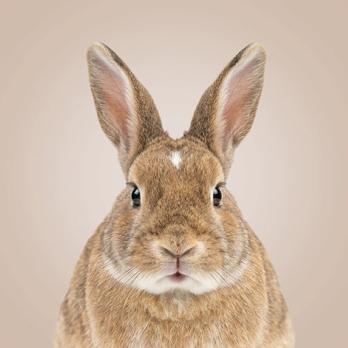 Small Animal