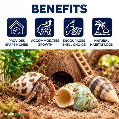 Benefits of Zoo Med Hermit Crab Growth Shell Assorted Medium 2 Count
