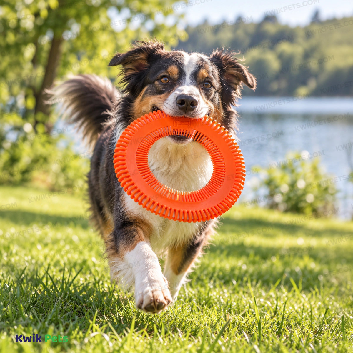Lifestyle of Chuckit! Rugged Flyer Disc Dog Toy Assorted Medium