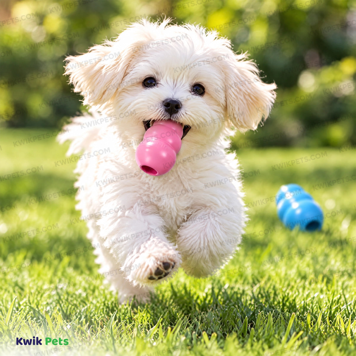 Lifestyle of KONG Puppy Toy Assorted  XS