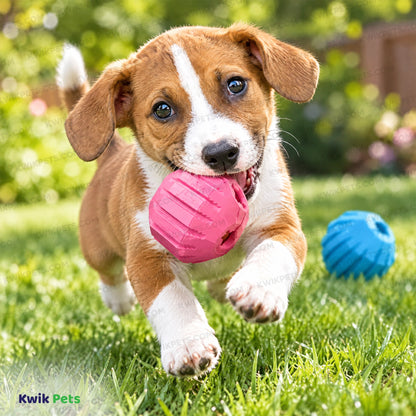 Lifestyle of KONG Activity Ball Puppy Dog Toy Assorted Medium