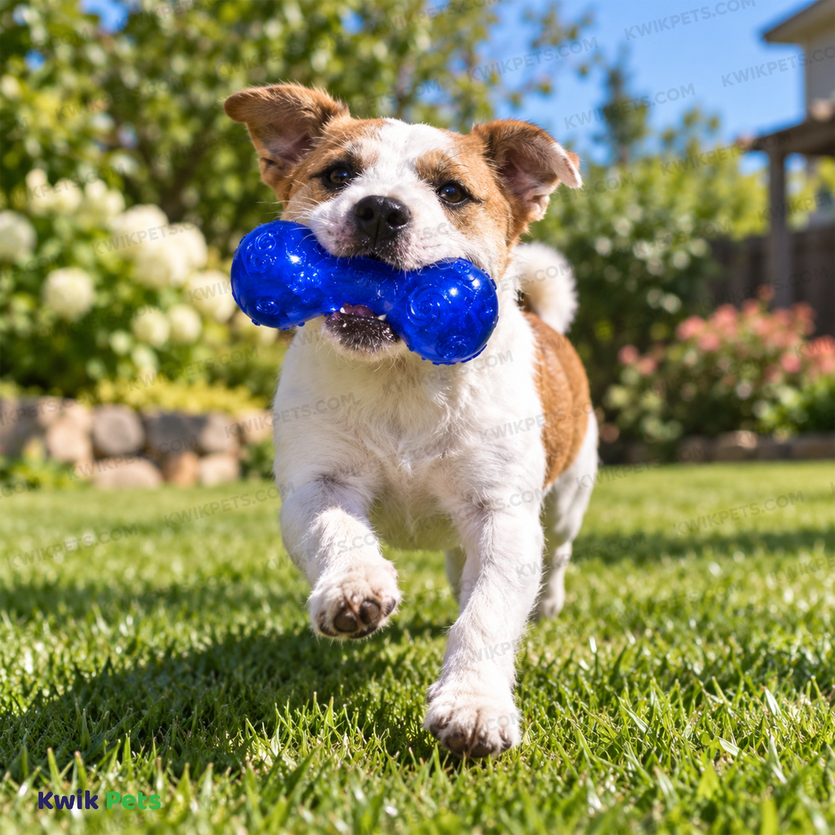 Lifestyle of KONG Squeezz Dumbbell Dog Toy Assorted Large