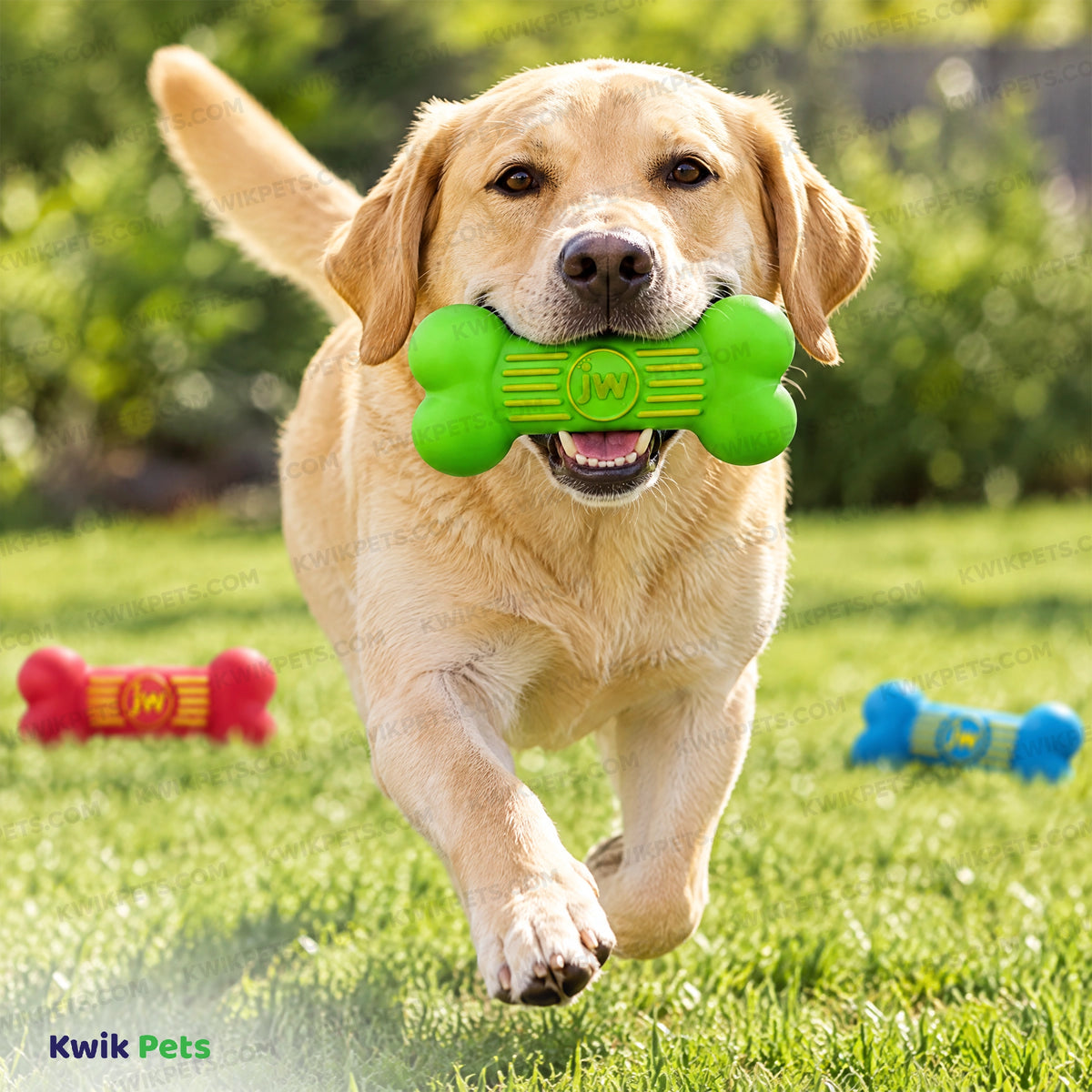 Lifestyle of JW Pet iSqueak Bone Dog Toy Assorted Medium