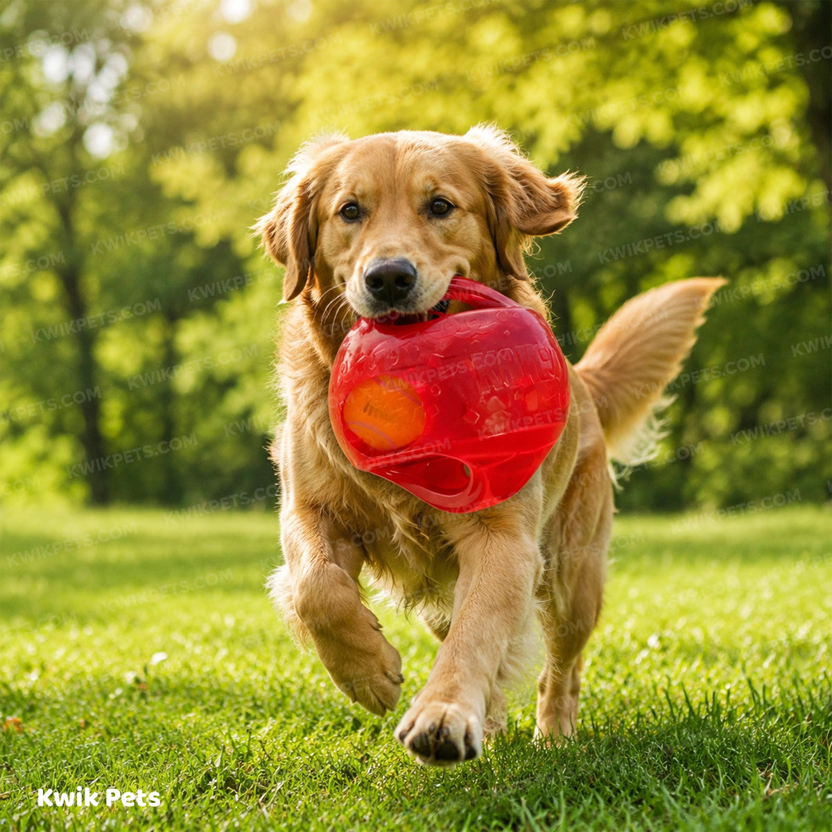 Lifestyle of KONG Jumbler Dog Toy Ball Assorted Large/X-Large