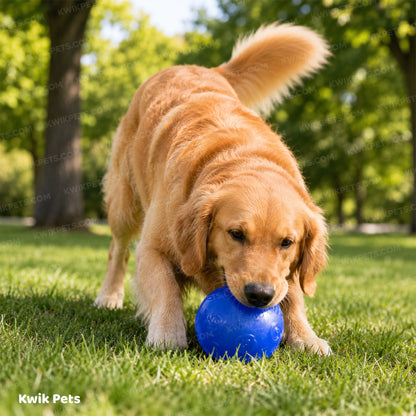 Lifestyle of KONG Squeezz Ball Dog Toy Color Assorted Medium