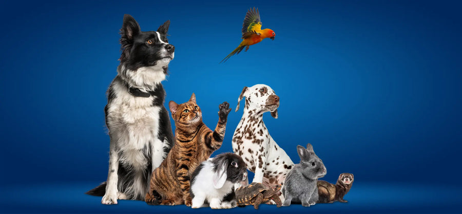 Hero pet image