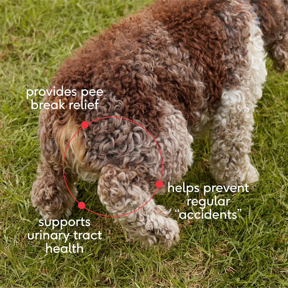 Native Pet Cranberry Bladder Chews Kidney & Urinary Supplement for Dogs 30 Count, Kwik Pets